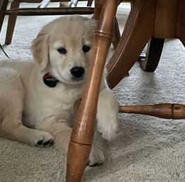 Golden Retriever Puppy under chair--The Joy of Goldens