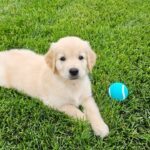 Golden Retriever Puppy from Indigo's first litter