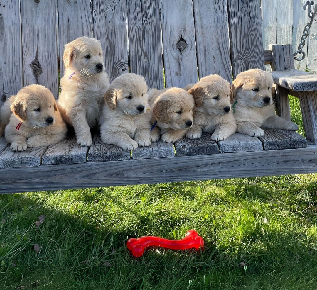 6 Golden Retriever pups on the swing with the bone--The Joy of Goldens