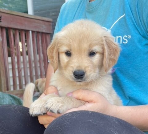 Golden Retriever Pup for snuggles--The Joy of Goldens