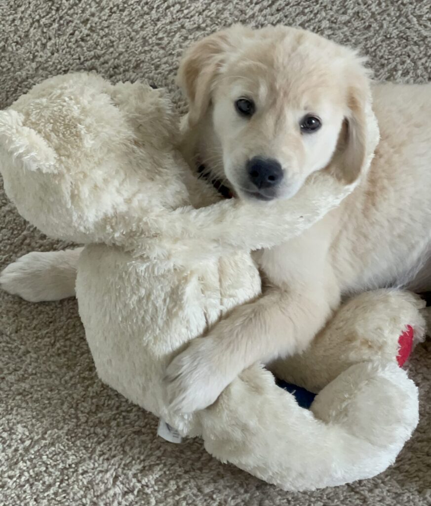 Golden Retriever Puppy with Teddy Baby--The Joy of Goldens