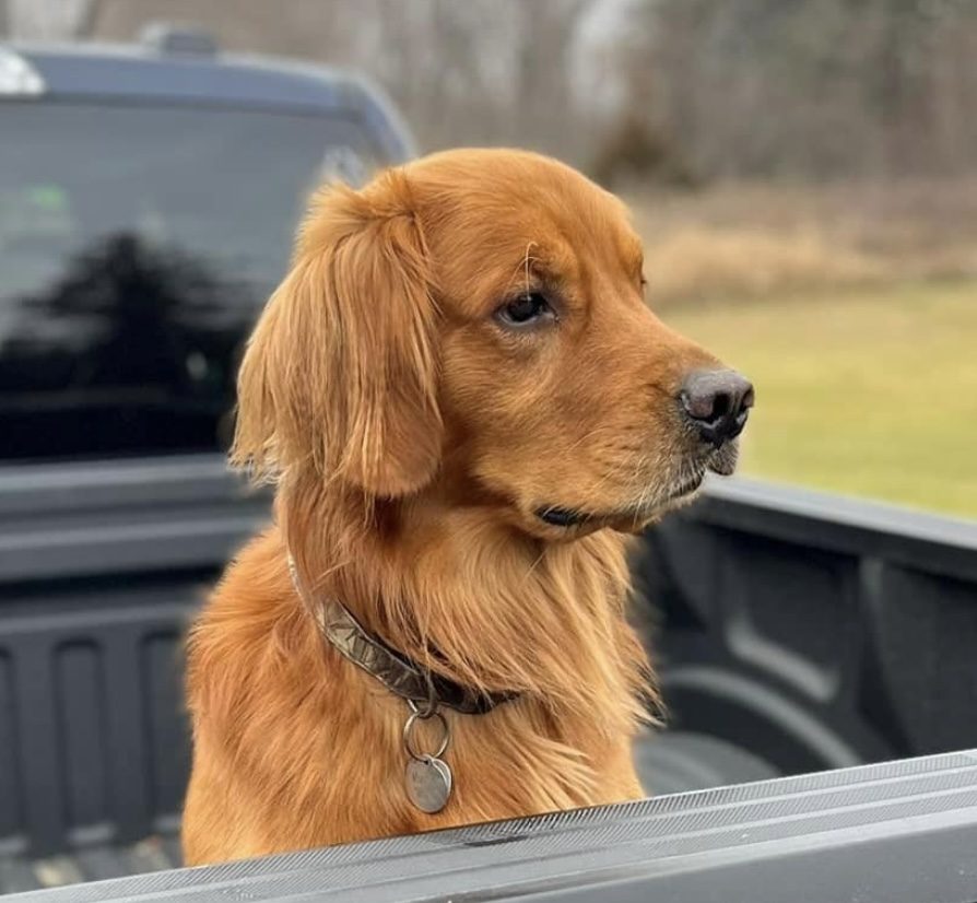 Montana (Monty)--Golden Retriever Sire (a.k.a Papa)--The Joy of Goldens