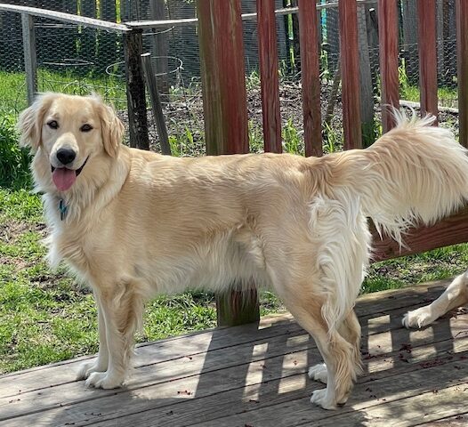 Indigo--Golden Retriever--The Joy of Goldens