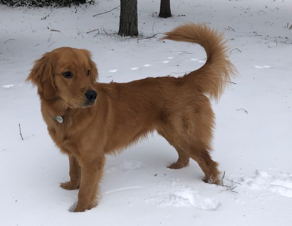 Monty--Golden Retriever sire--The Joy of Goldens