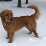 Monty--Golden Retriever sire--The Joy of Goldens