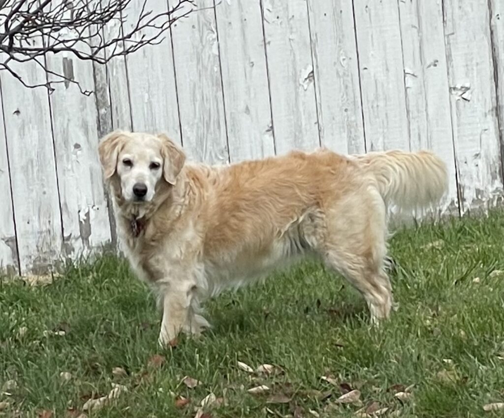 Storm--Golden Retriever Beauty--The Joy of Goldens