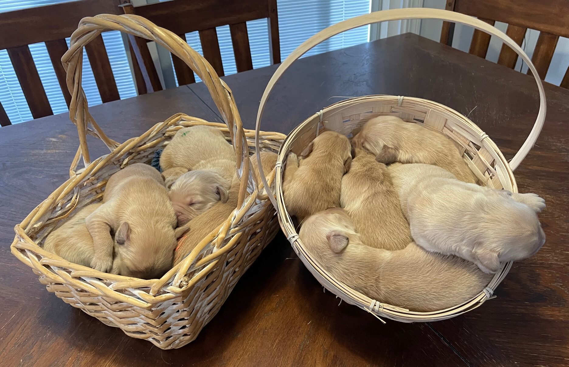 Golden Retriever Puppy baskets--The Joy of Goldens