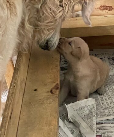 Golden Retriever Puppy with Mama--The Joy of Goldens