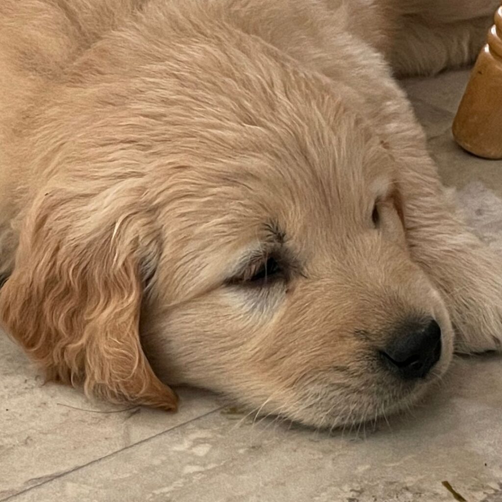 Golden Retriever Puppy face--The Joy of Goldens