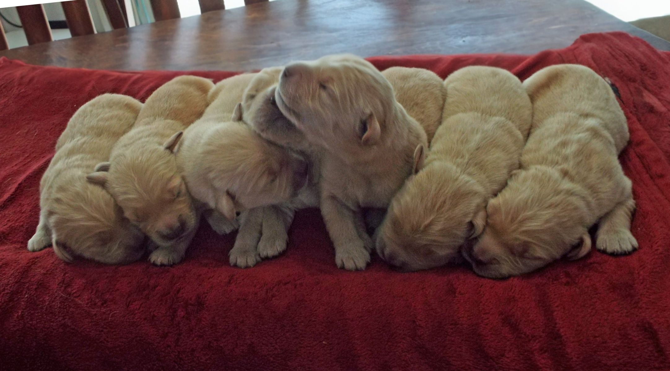 Golden Retriever puppies one week old--The Joy of Goldens