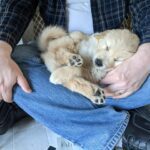 Golden Retriever Puppy asleep on lap--The Joy of Goldens