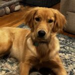 Golden Retriever toddler-The Joy of Goldens