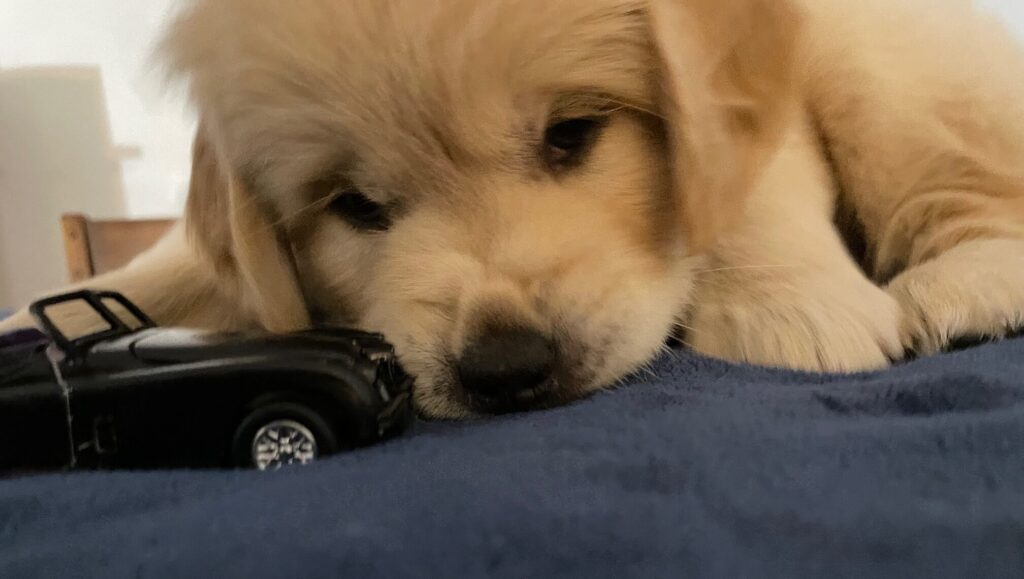 Golden Retriever Puppy with his toy--The Joy of Goldens