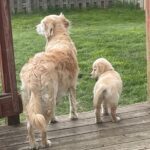 Golden Retriever Mama and puppy--The Joy of Goldens