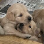 Golden Retriever Puppy hugs--The Joy of Goldens