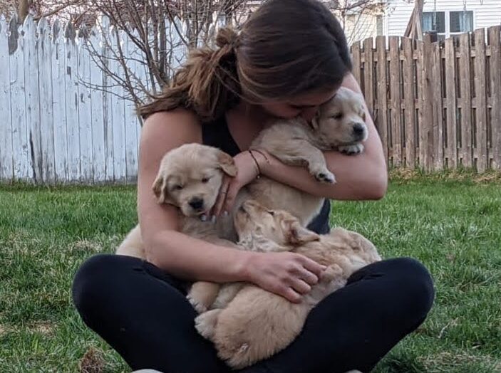 Golden Retriever Puppies--The Joy of Goldens