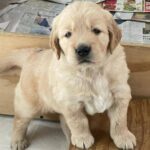 Golden Retriever Puppy--The Joy of Goldens