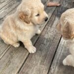 Golden Retriever Puppies--
The Joy of Goldens