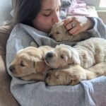 Golden Retriever Puppy snuggles--The Joy of Goldens