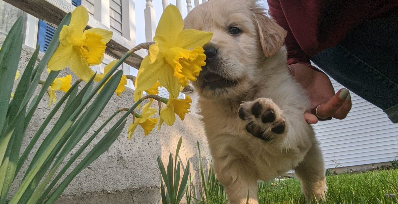 Golden Retriever Puppy with flower--the Joy of Goldens