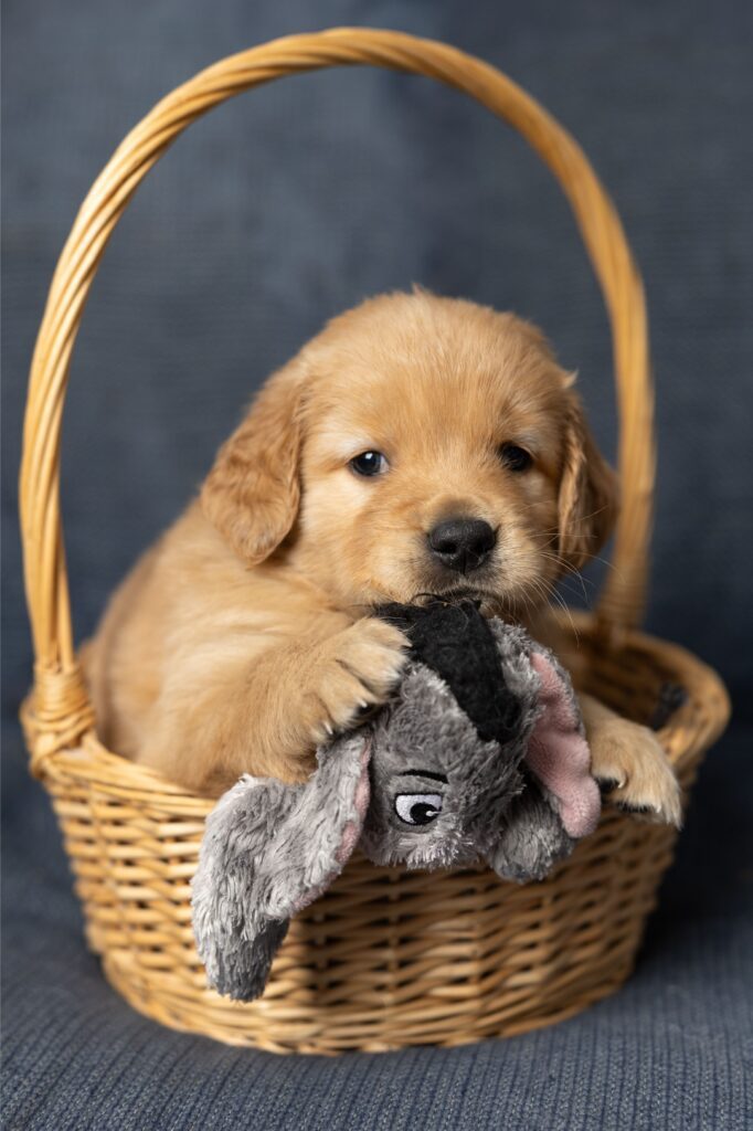 5 weeks old--The Joy of Goldens--Golden Retriever Puppy (Thank you Prairie Girl Co. Photography for the wonderful photos.)