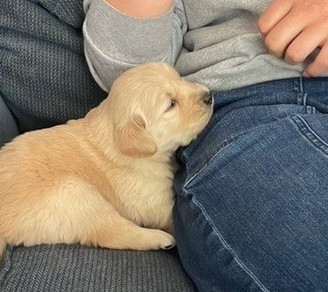 3 week old snuggles--The Joy of Goldens