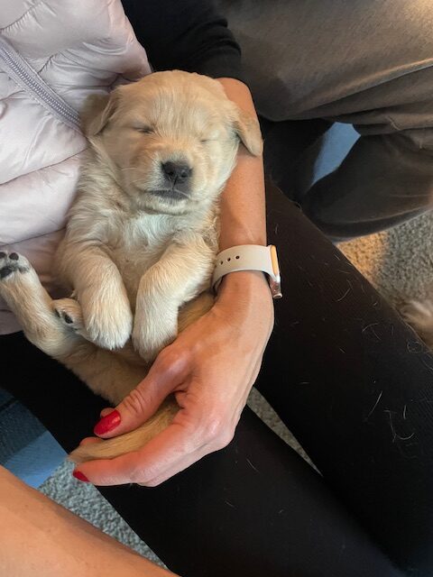 3 week old snuggles--The Joy of Goldens