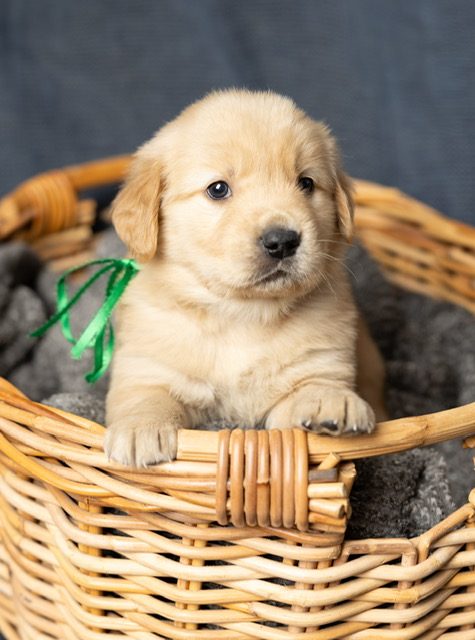 The Joy of Goldens--Golden Retriever puppy