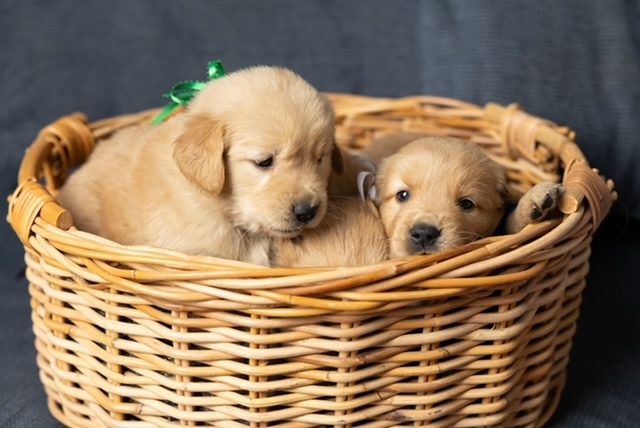 Basket full of puppy joy--The Joy of Goldens--Golden Retriever Puppies