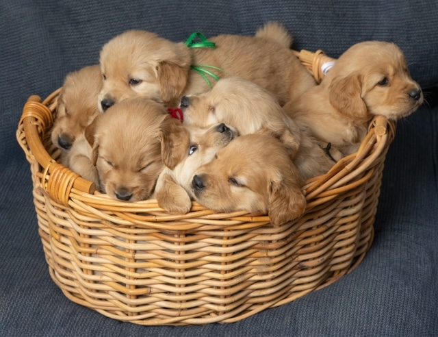 Basket full of puppy joy--The Joy of Goldens--Golden Retriever Puppies