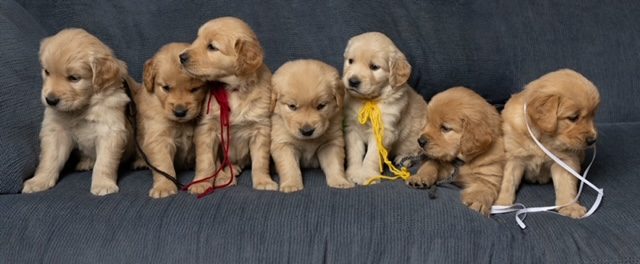 5 wks old--The Joy of Goldens--Golden Retriever puppies