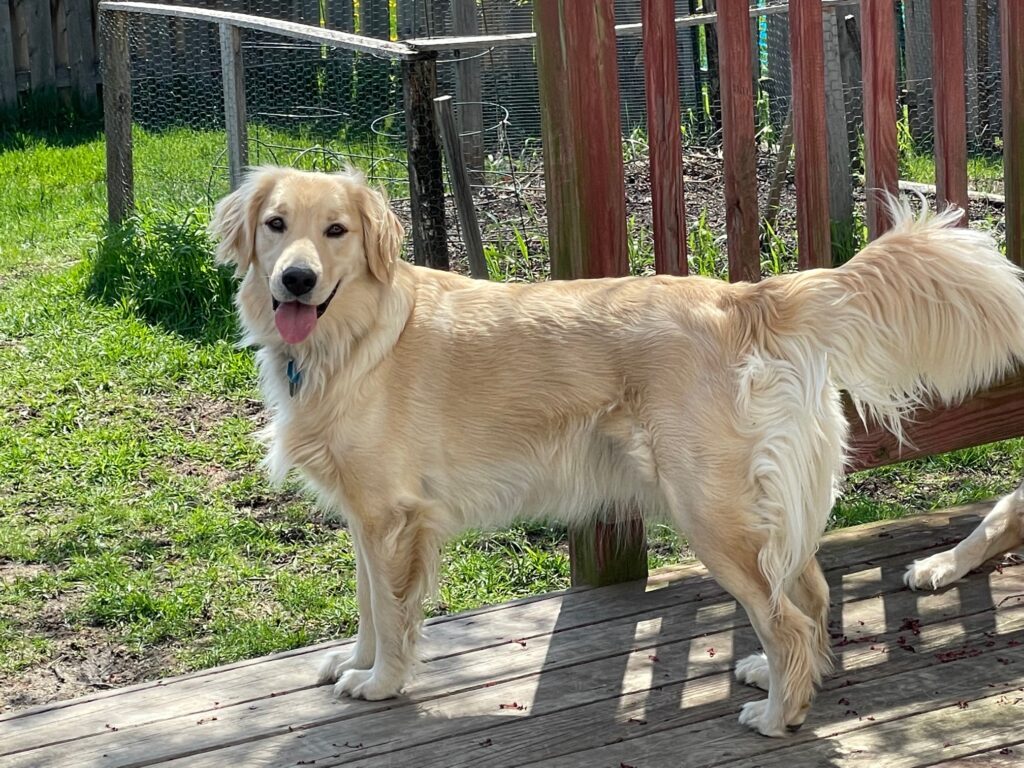 Indigo--loving the sun--The Joy of Goldens