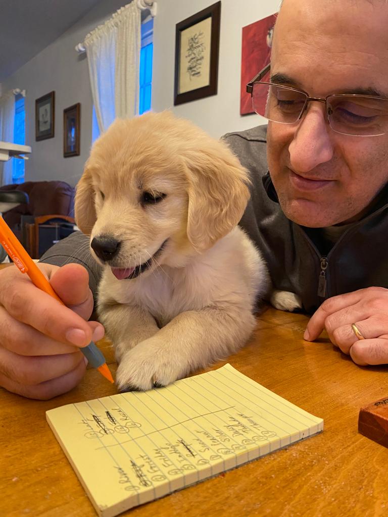 Indigo helping choose her name--The Joy of Goldens