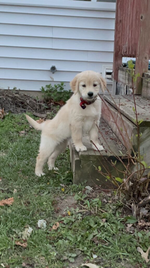 Indigo as a puppy--The Joy of Goldens