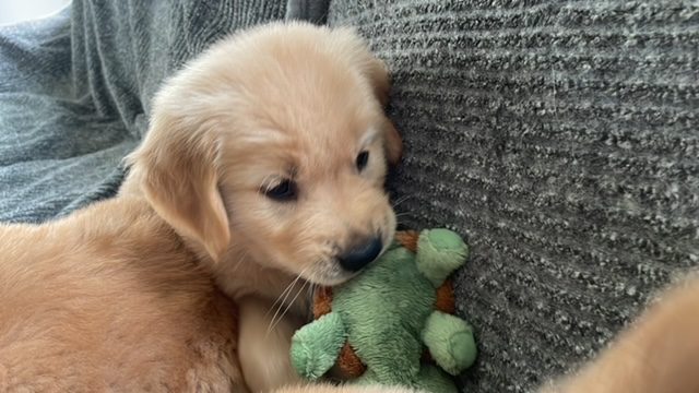 The Joy of Goldens--Golden Retriever puppy