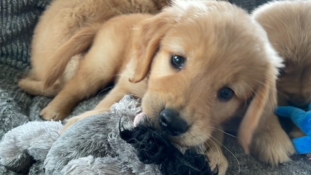 The Joy of Goldens--Golden Retriever puppy