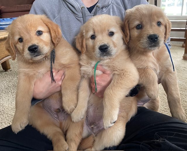 Three of the boys--The Joy of Goldens--Golden Retriever puppies