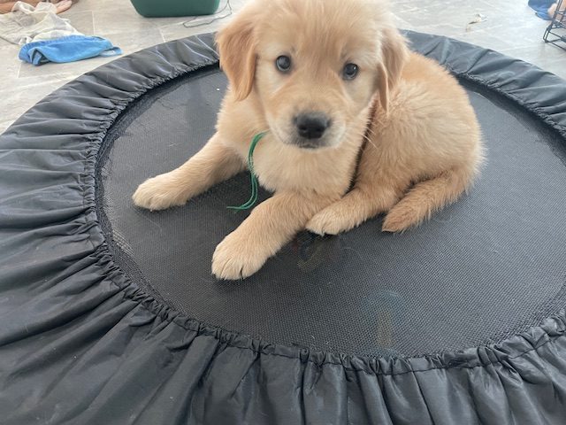 Such a Sweet Heart! The Joy of Goldens--Golden Retriever puppy