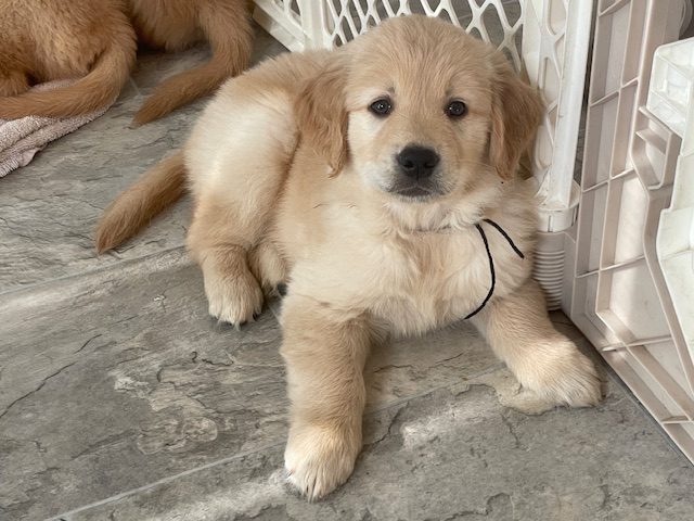 7 wks old The Joy of Goldens Golden Retriever Puppy