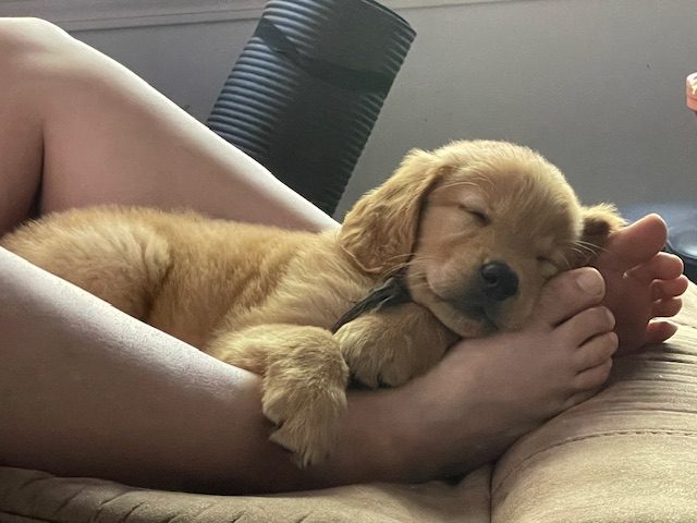 The Joy of Goldens--Golden Retriever puppy