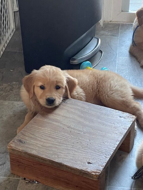 The Joy of Goldens--Golden Retriever puppy