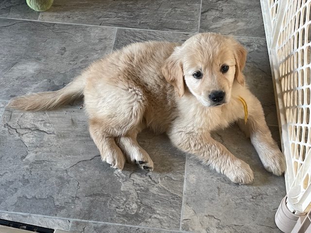 7 weeks old-- The Joy of Goldens--Golden Retriever puppy