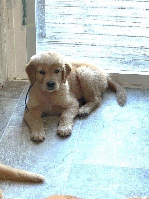 one of our boys--The Joy of Goldens--Golden Retriever puppy