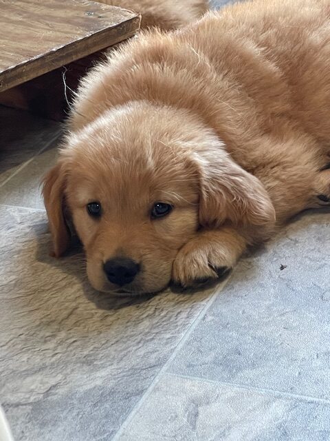 7 weeks old--sleepy time-- The Joy of Goldens--Golden Retriever puppy