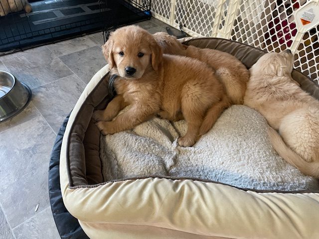 7 weeks old and ready for bedtime--one of the boys