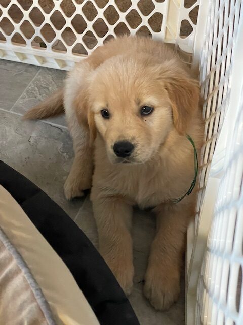 7 weeks old--one of our girls--The Joy of Goldens--Golden Retriever Puppies