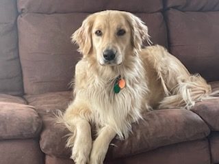 Indigo--sitting pretty--The Joy of Goldens