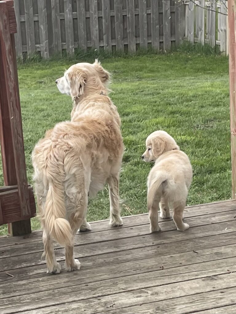 Storm (at 6) training Indigo (at 3 months)