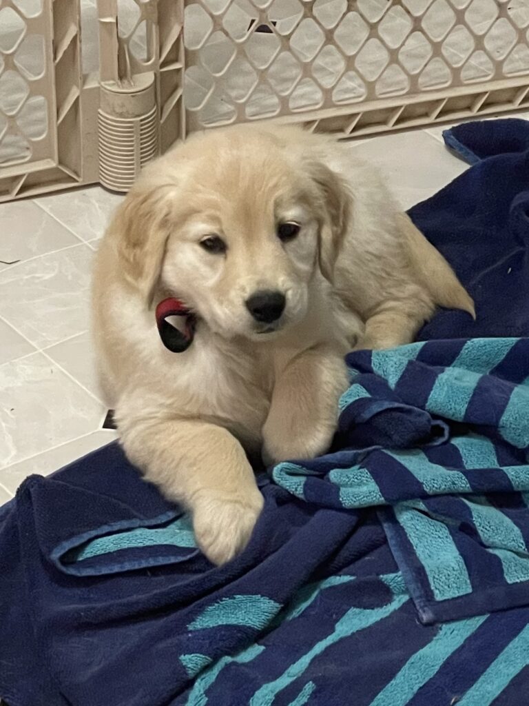 Indigo as a puppy--The Joy of Goldens