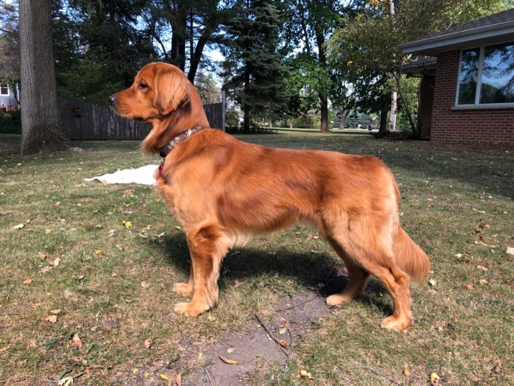 Monty, the Joy of Goldens Sire